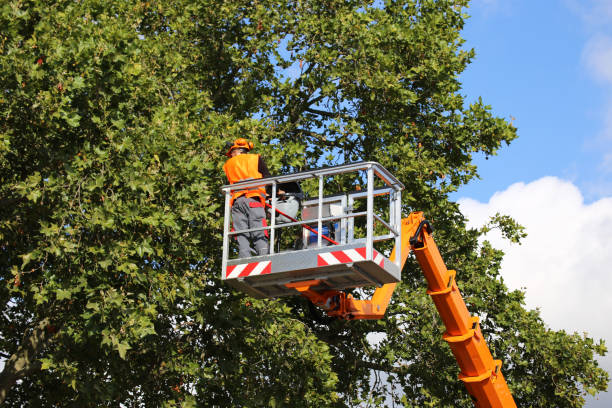 Best Fruit Tree Pruning  in Smyrna, DE