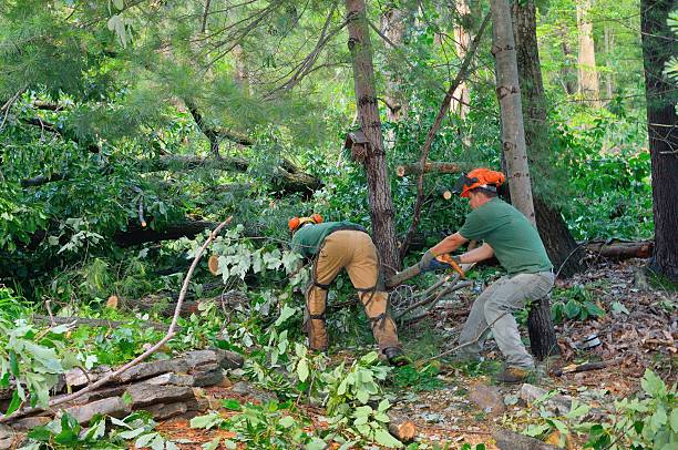 Best Emergency Tree Removal  in Smyrna, DE